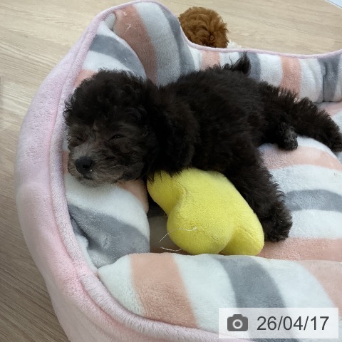 トイ・プードルの写真