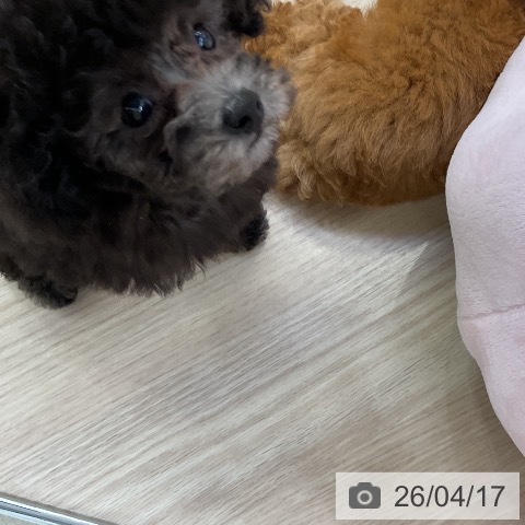 トイ・プードルの写真