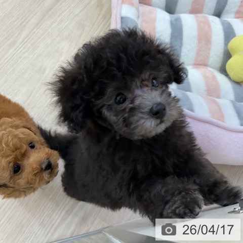 トイ・プードルの写真