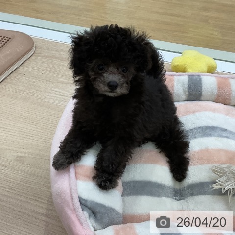 愛知県のトイプードル(トイ) (ペットプラス ナゴヤドーム前店/2026年2月14日生まれ/男の子/シルバー)の子犬の3枚目の画像