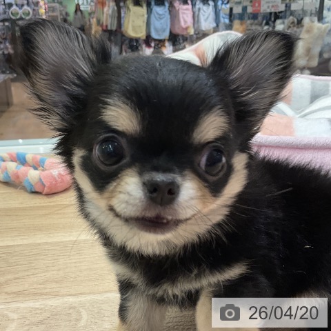 愛知県のチワワ(ロング) (ペットプラス 岡崎店/2026年2月15日生まれ/男の子/ブラッククリーム)の子犬の4枚目の画像