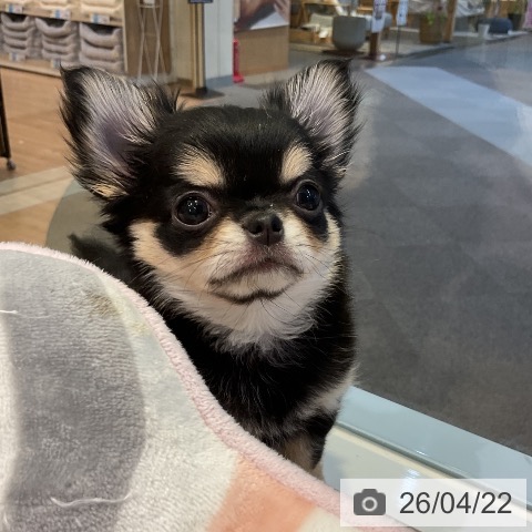 愛知県のチワワ(ロング) (ペットプラス 岡崎店/2026年2月15日生まれ/男の子/ブラッククリーム)の子犬の3枚目の画像