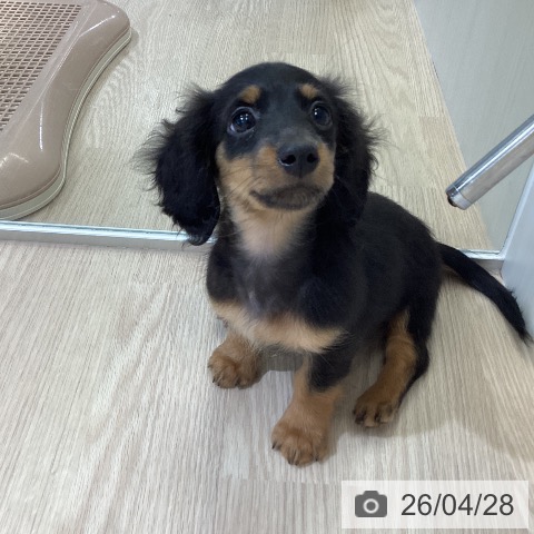 富山県のミニチュアダックスフンド(ロング) (ペットプラス 高岡店/2026年2月16日生まれ/女の子/ブラックタン)の子犬の3枚目の画像