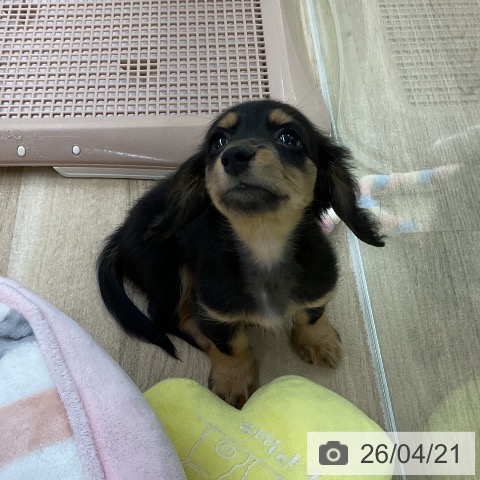 ミニチュア・ダックスフンドの写真