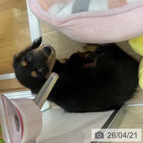 ミニチュア・ダックスフンドの写真