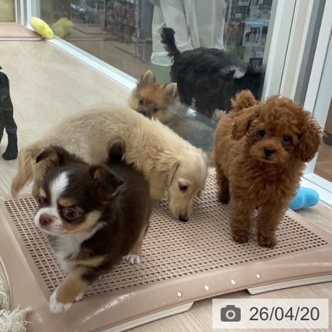 福井県のチワワ(ロング) (ペットプラス 福井店/2026年2月15日生まれ/男の子/チョコレートタンホワイト)の子犬の4枚目の画像