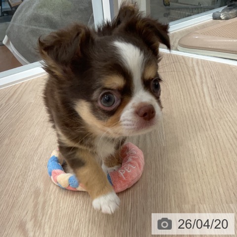 福井県のチワワ(ロング) (ペットプラス 福井店/2026年2月15日生まれ/男の子/チョコレートタンホワイト)の子犬の3枚目の画像