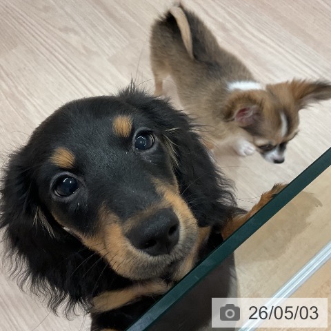 ミニチュア・ダックスフンドの写真