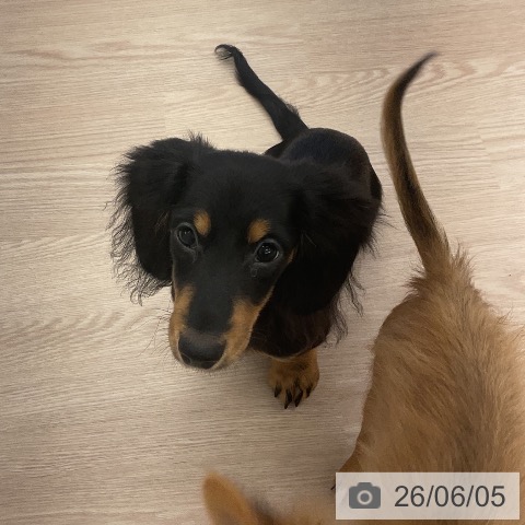 ミニチュア・ダックスフンドの写真