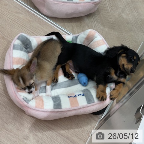 石川県のミニチュアダックスフンド(ロング) (ペットプラス かほく店/2026年2月8日生まれ/男の子/ブラックタン)の子犬の4枚目の画像