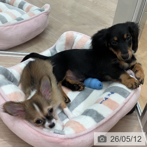 石川県のミニチュアダックスフンド(ロング) (ペットプラス かほく店/2026年2月8日生まれ/男の子/ブラックタン)の子犬の3枚目の画像