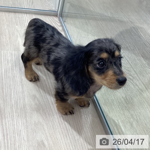 ミニチュア・ダックスフンドの写真