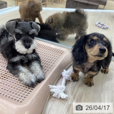 ミニチュア・ダックスフンドの写真