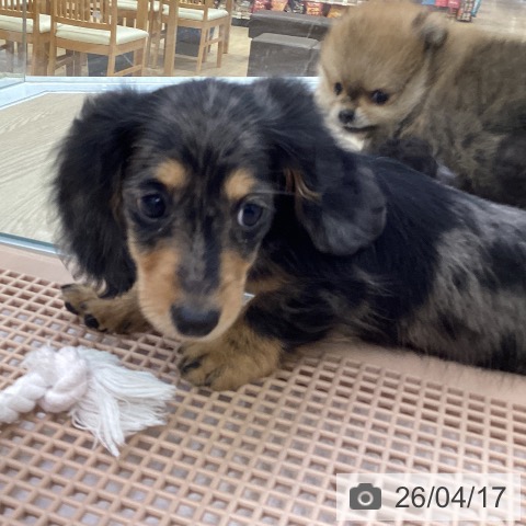 ミニチュア・ダックスフンドの写真