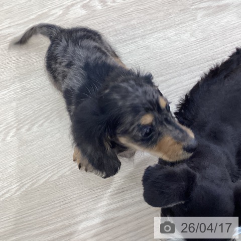 ミニチュア・ダックスフンドの写真