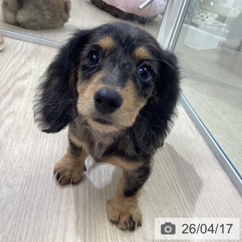 ミニチュア・ダックスフンドの写真