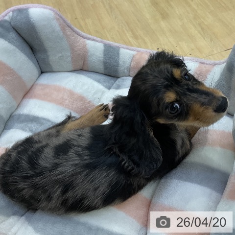 ミニチュア・ダックスフンドの写真