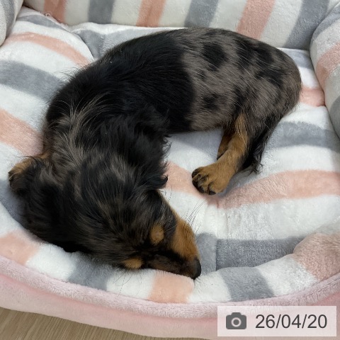 ミニチュア・ダックスフンドの写真