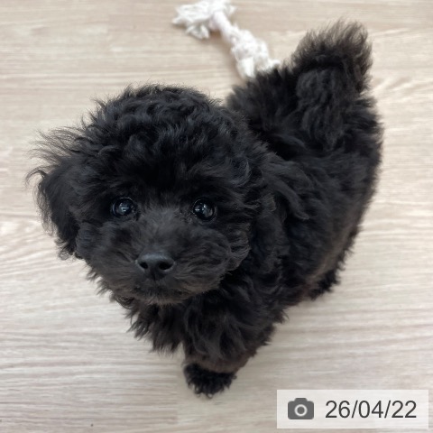 愛知県のトイプードル(トイ) (ペットプラス 豊田店/2026年2月14日生まれ/男の子/ブラック)の子犬の3枚目の画像