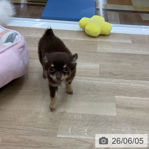 チワワの写真