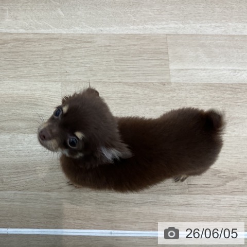 チワワの写真