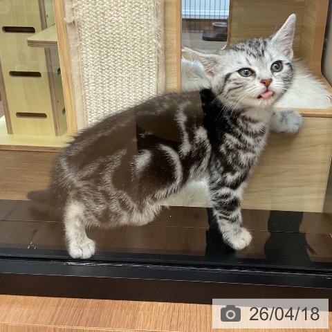 アメリカンショートヘアの写真