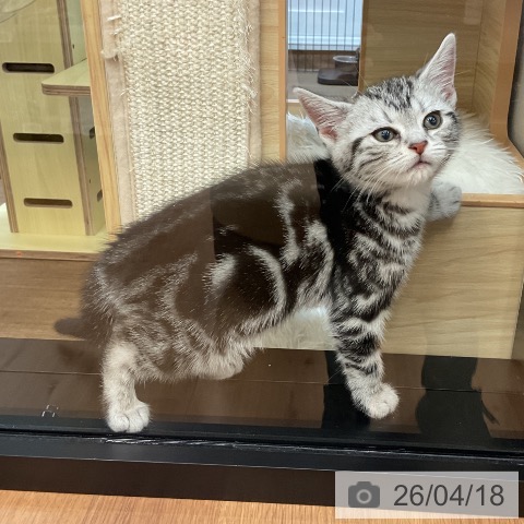 アメリカンショートヘアの写真