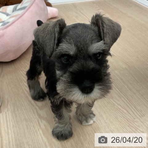 福井県のミニチュアシュナウザー (ペットプラス 福井店/2026年2月16日生まれ/男の子/ソルトペッパー)の子犬の4枚目の画像