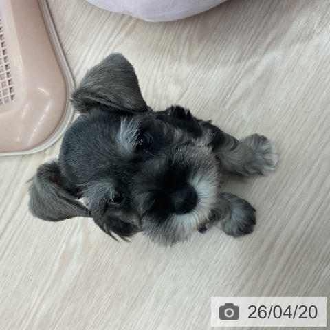 福井県のミニチュアシュナウザー (ペットプラス 福井店/2026年2月16日生まれ/男の子/ソルトペッパー)の子犬の3枚目の画像