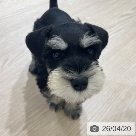 富山県のミニチュアシュナウザー (ペットプラス 高岡店/2026年2月16日生まれ/男の子/ブラックシルバー)の子犬の3枚目の画像