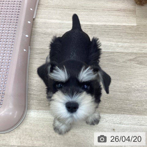 愛知県のミニチュアシュナウザー (ペットプラス mozoワンダーシティ店/2026年2月13日生まれ/男の子/ブラックシルバー)の子犬の4枚目の画像