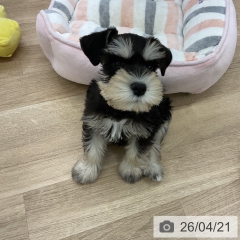 愛知県のミニチュアシュナウザー (ペットプラス mozoワンダーシティ店/2026年2月13日生まれ/男の子/ブラックシルバー)の子犬の3枚目の画像