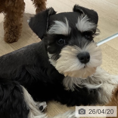 愛知県のミニチュアシュナウザー (ペットプラス イオンモール豊川店/2026年2月13日生まれ/女の子/ブラックシルバー)の子犬の4枚目の画像