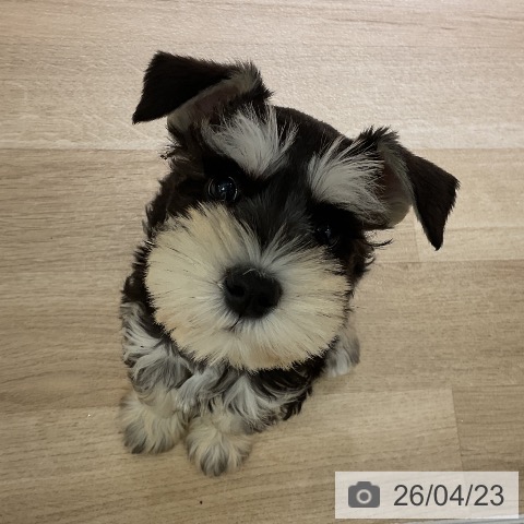 愛知県のミニチュアシュナウザー (ペットプラス イオンモール豊川店/2026年2月13日生まれ/女の子/ブラックシルバー)の子犬の3枚目の画像