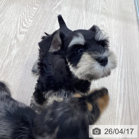 ミニチュア・シュナウザーの写真