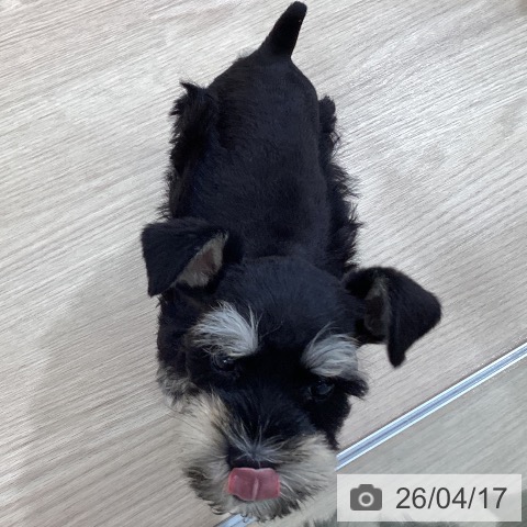 ミニチュア・シュナウザーの写真