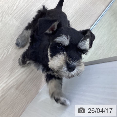 ミニチュア・シュナウザーの写真