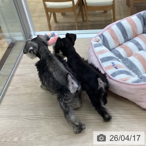 ミニチュア・シュナウザーの写真