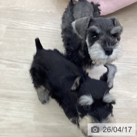 ミニチュア・シュナウザーの写真