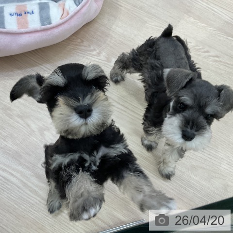 愛知県のミニチュアシュナウザー (ペットプラス ナゴヤドーム前店/2026年2月13日生まれ/女の子/ブラックシルバー)の子犬の4枚目の画像