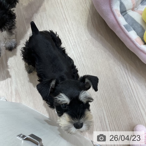 愛知県のミニチュアシュナウザー (ペットプラス ナゴヤドーム前店/2026年2月13日生まれ/女の子/ブラックシルバー)の子犬の3枚目の画像