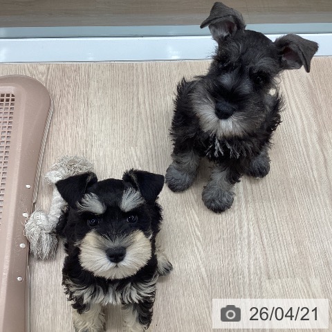 石川県のミニチュアシュナウザー (ペットプラス 白山店/2026年2月13日生まれ/女の子/ブラックシルバー)の子犬の4枚目の画像