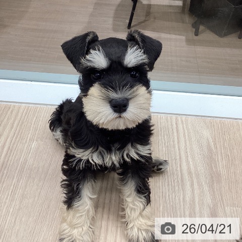 石川県のミニチュアシュナウザー (ペットプラス 白山店/2026年2月13日生まれ/女の子/ブラックシルバー)の子犬の3枚目の画像