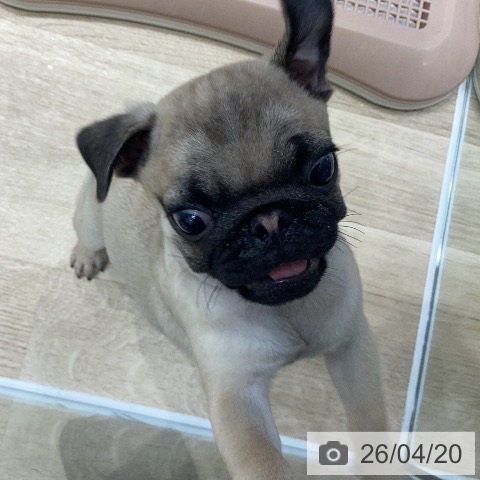 岐阜県のパグ (ペットプラス 各務原店/2026年2月10日生まれ/男の子/フォーン)の子犬の4枚目の画像