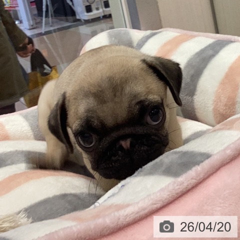 岐阜県のパグ (ペットプラス 各務原店/2026年2月10日生まれ/男の子/フォーン)の子犬の3枚目の画像