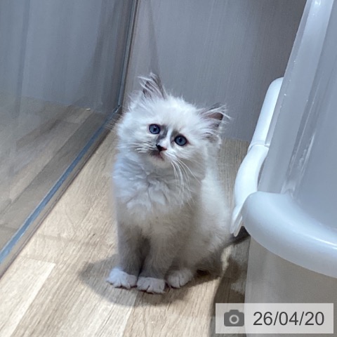 岐阜県のラグドール (ペットプラス 各務原店/2026年2月12日生まれ/男の子/ブルーポイントバイカラー)の子猫の4枚目の画像