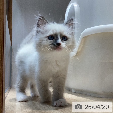 岐阜県のラグドール (ペットプラス 各務原店/2026年2月12日生まれ/男の子/ブルーポイントバイカラー)の子猫の3枚目の画像