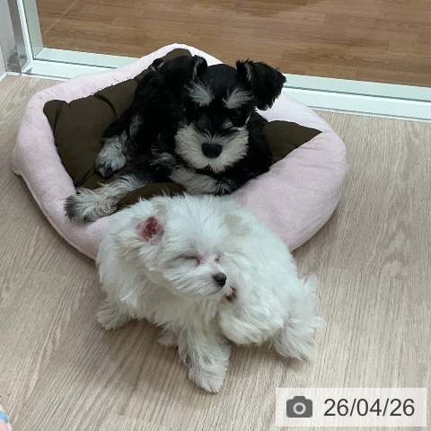 石川県のミニチュアシュナウザー (ペットプラス かほく店/2026年2月16日生まれ/男の子/ブラックシルバー)の子犬の3枚目の画像