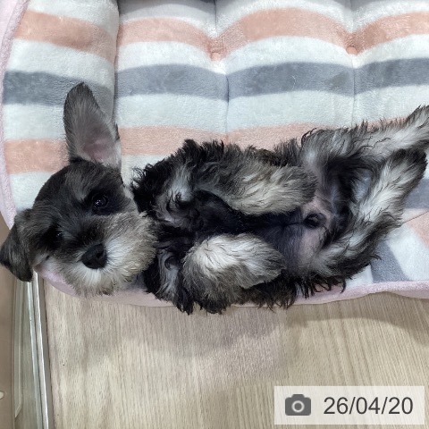 ミニチュア・シュナウザーの写真