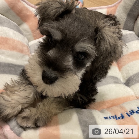 ミニチュア・シュナウザーの写真